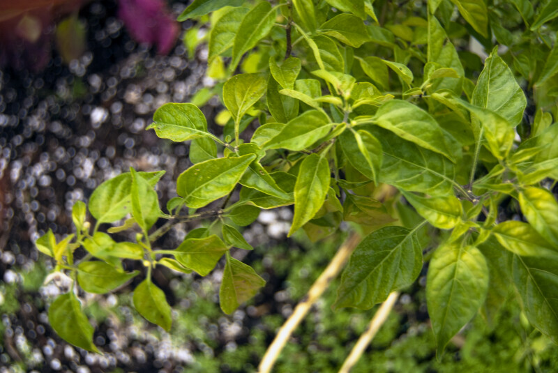Hot Bird Pepper Leaves
