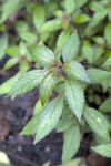 Hot Water Plant Leaves with Tiny, Hair-Like Projections