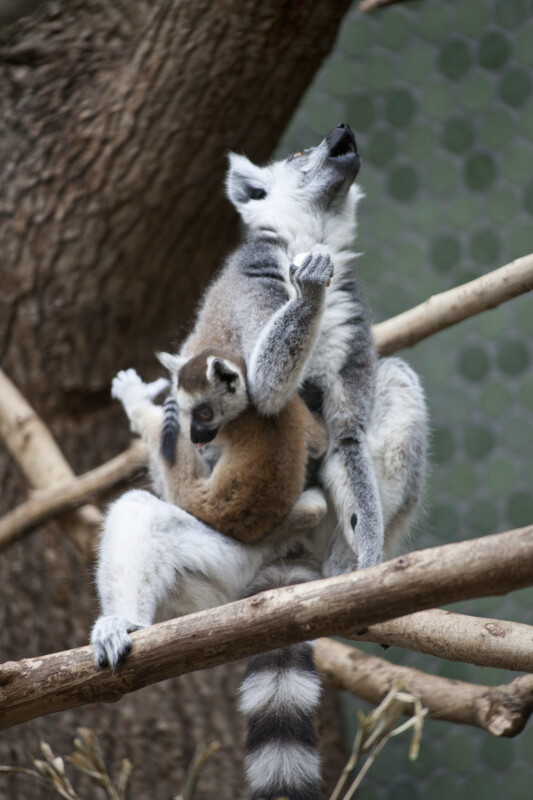 Howling Ring-Tailed Lemur