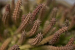 Huernia Branches