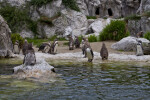 Humboldt Penguin Colony