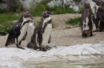 Humboldt Penguin Yawning