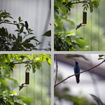 Hummingbirds photographs