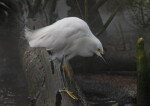 Hunched Snowy Egret at The Florida Aquarium