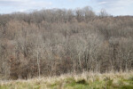 Hundreds of Bare Trees at Boyce Park