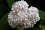 Hydrangea involucrata Flowers