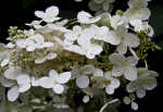 Hydrangea paniculata Flowers
