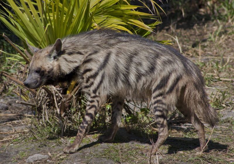 Hyena and Palmetto
