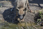 Hyena Looking Up