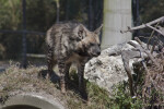 Hyena on Hill