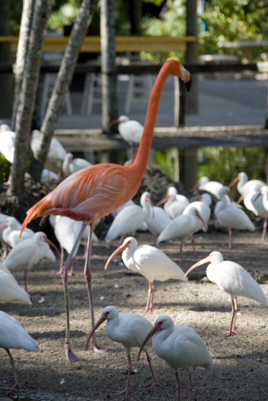 Ibises and Flamingo