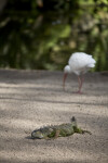 Iguana and Ibis