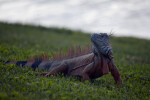 Iguana at the Morikami