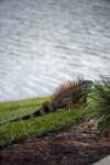 Iguana Behind Shrub