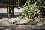 Iguana by Shore