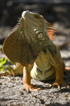 Iguana with Dewlap Extended
