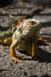 Iguana Detail