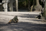 Iguana in Dirt