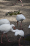 Iguana in Sand with Ibises