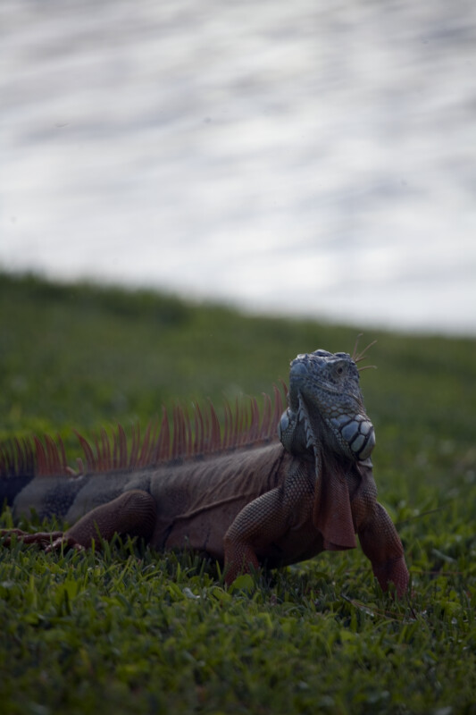 Iguana in the Grass