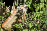 Iguana in Vegetation