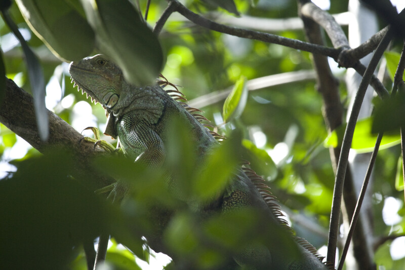 Iguana on a Branch