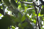 Iguana on a Branch