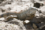 Iguana on Roots