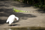 Iguana on Sidewalk