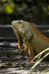 Iguana on Stick