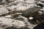 Iguana Resting