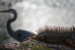 Iguana Spines