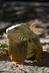 Iguana Standing in Dirt