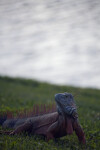 Iguana Standing