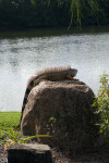 Iguana Sunning