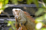 Iguana Through Foliage