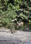 Iguana RunningTowards Water