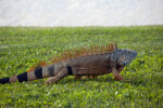 Iguana Walking