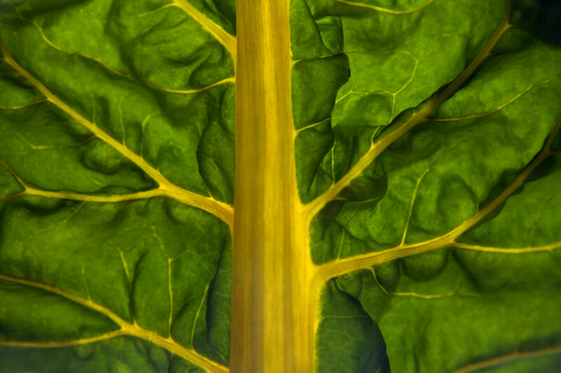 Illuminated Swiss Chard Leaf with Yellow Stalks and Veins