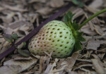 Immature Strawberry