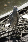 Immature Yellow-Crowned Night Heron