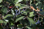 Indian Hawthorn Berries and Leaves