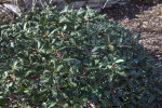 Indian Hawthorn Shrub