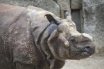 Indian Rhinoceros Close Up