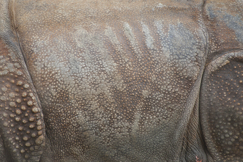 Indian Rhinoceros Skin