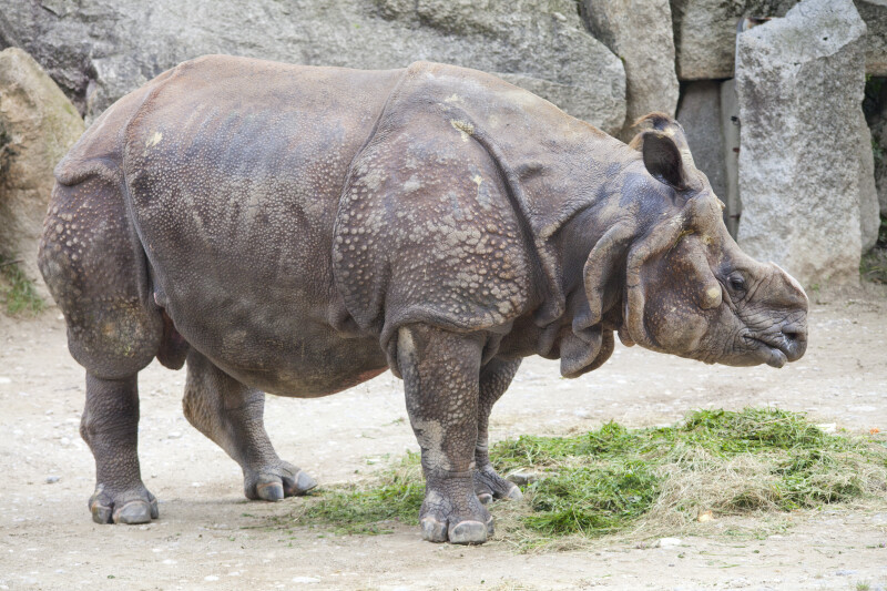 Indian Rhinoceros Standing Over Grass