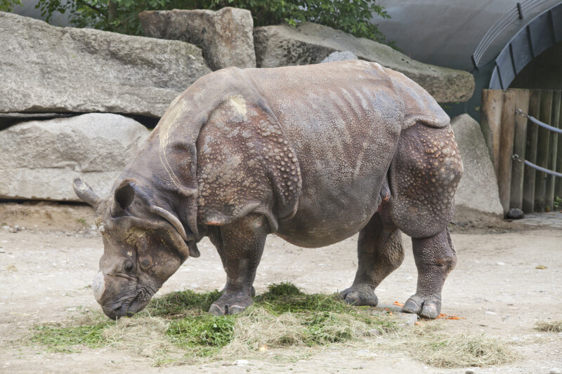 Indian Rhinoceros With Head Lowered