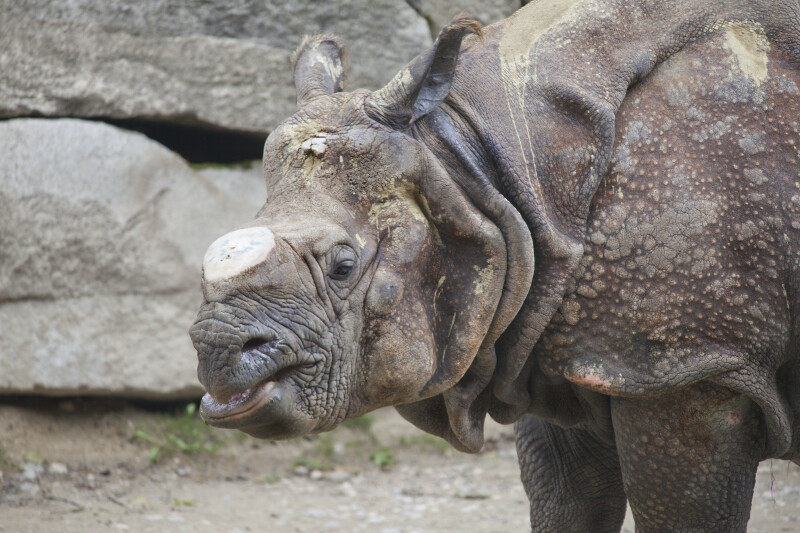 Indian Rhinoceros With Horn Removed