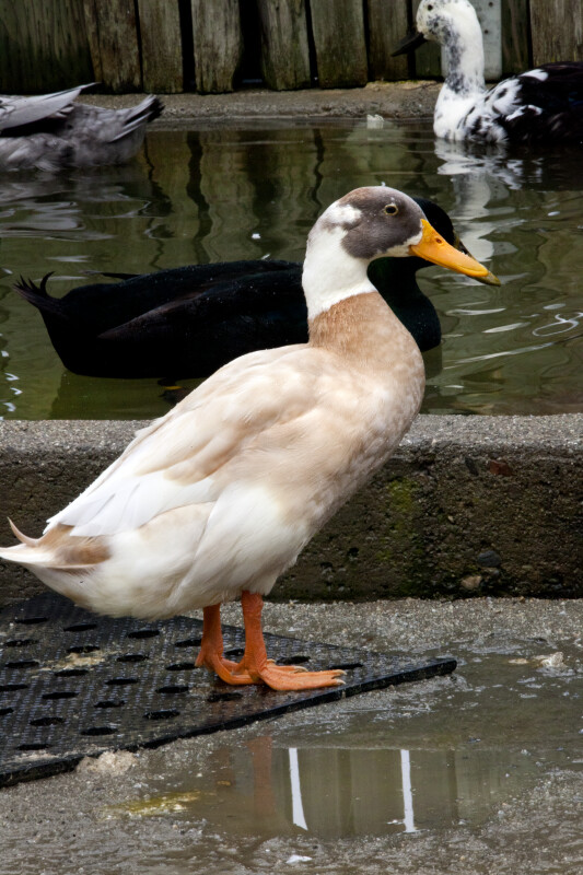 Indian Runner Duck by Water