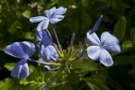 Indigo Flower Buds and Flowers